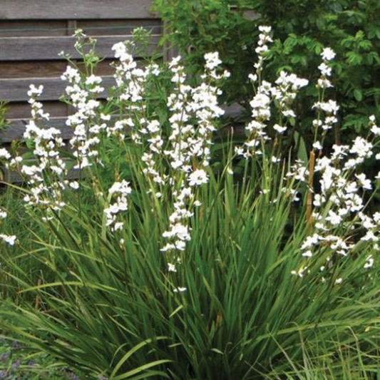 Libertia formosa