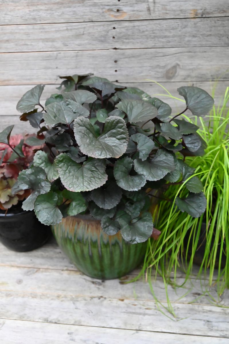 the plant broker