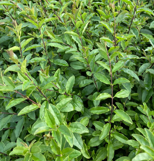 Ligustrum undulatum