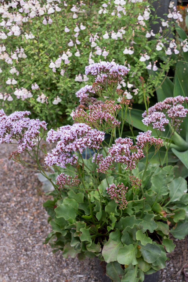 Limonium ‘Perezii Lilac’
