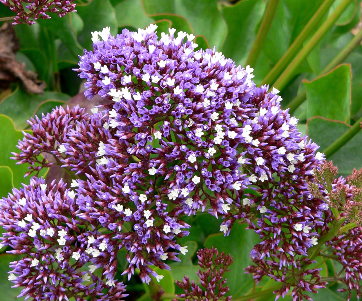 Limonium perezii Blue