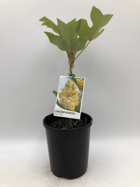 Liriodendron tulipifera