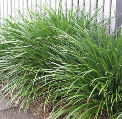 Liriope giganteum 'Evergreen Giant'
