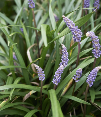Liriope muscari Big Blue