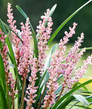Liriope muscari Samantha