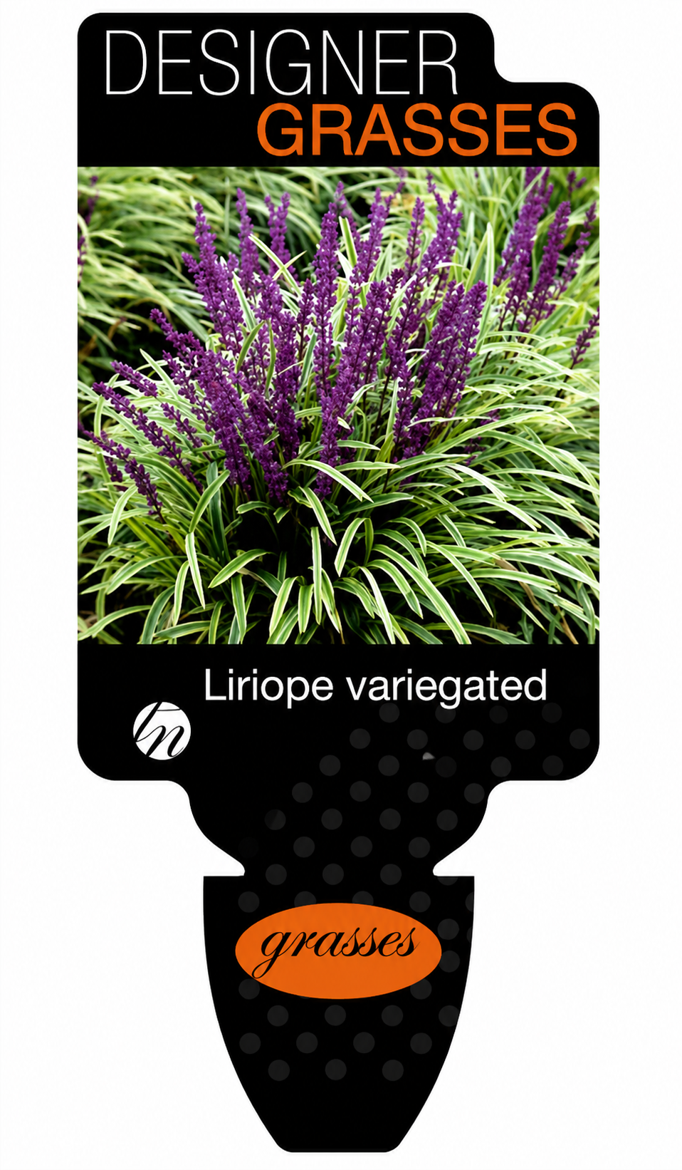 Liriope muscari Variegated
