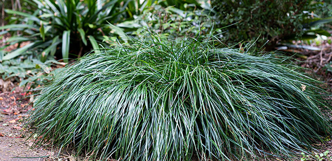 Liriope muscari 'Emerald Cascade' pbr