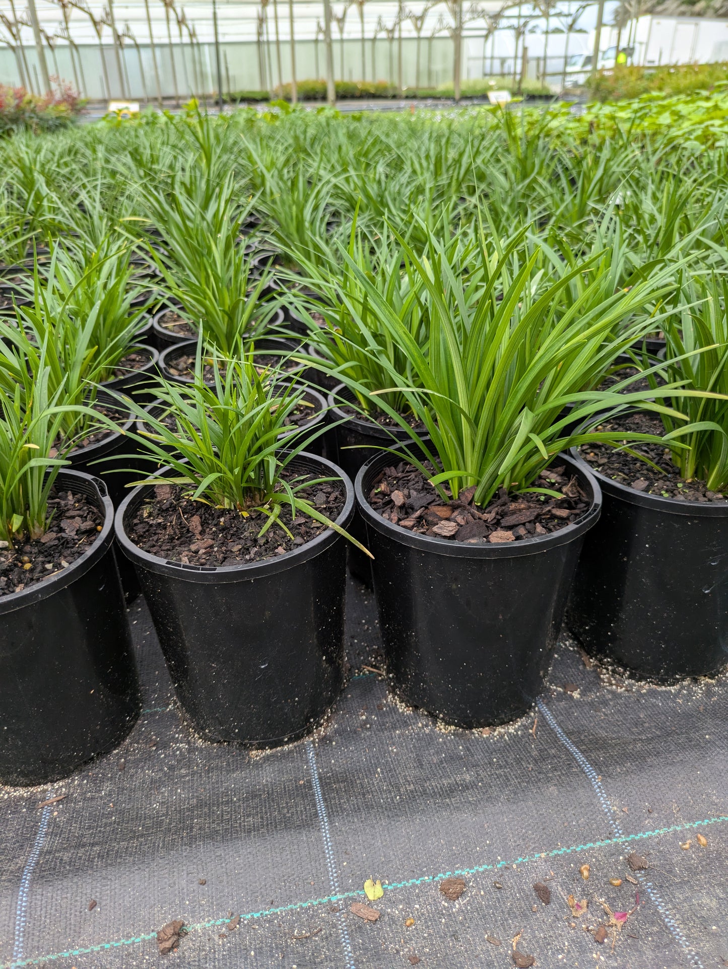 Liriope muscari (LIRJ) JUST RIGHT®