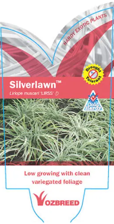 Liriope muscari (LIRSS) Silverlawn™