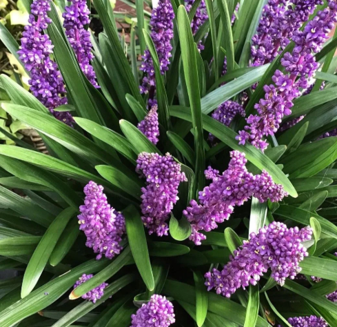 Liriope muscari 'Royal Purple'