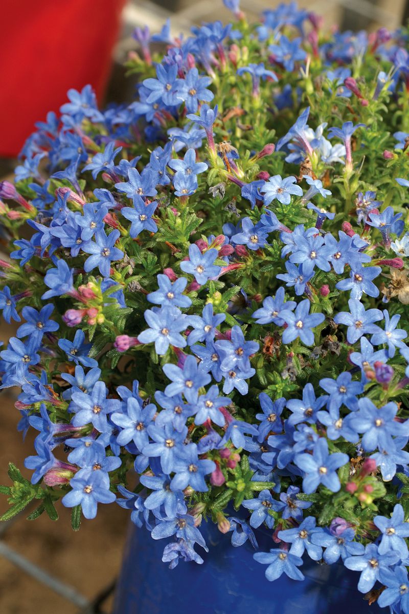 Lithodora ‘Baby Blue’