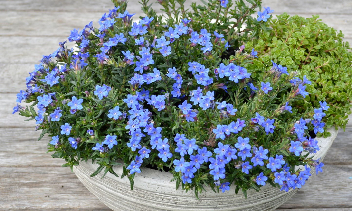 Lithodora ‘Heavenly Blue’