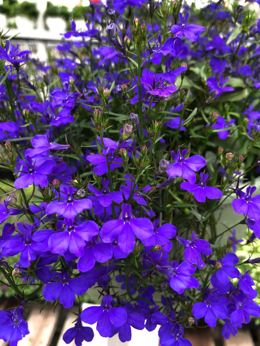 Lobelia erinus Riviera Midnight Blue