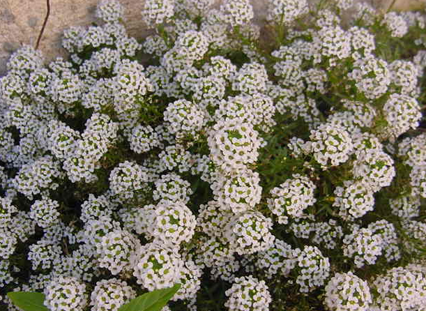 Lobularia Spp. White