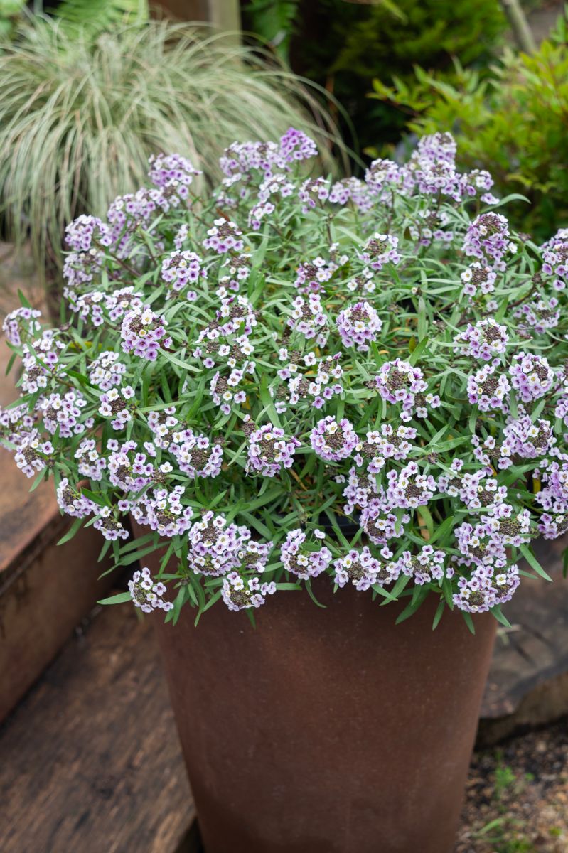 Lobularia ‘Blushing Princess’