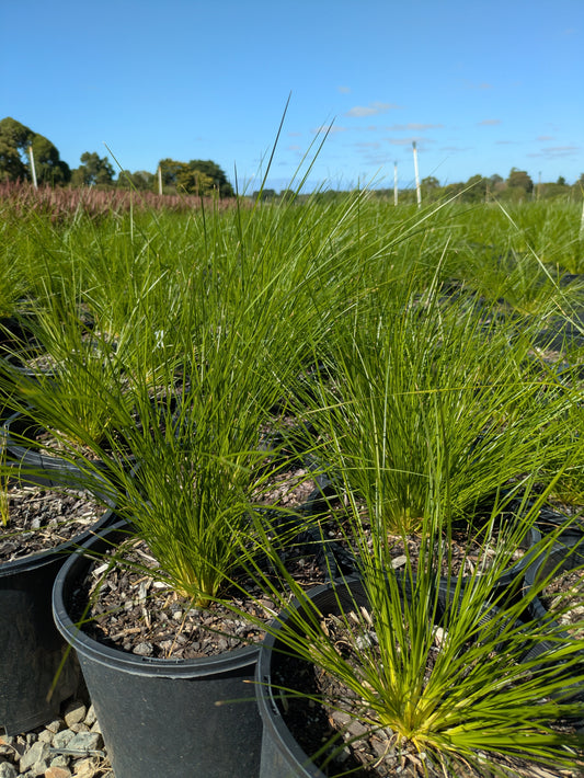 Lomandra Lime Wave