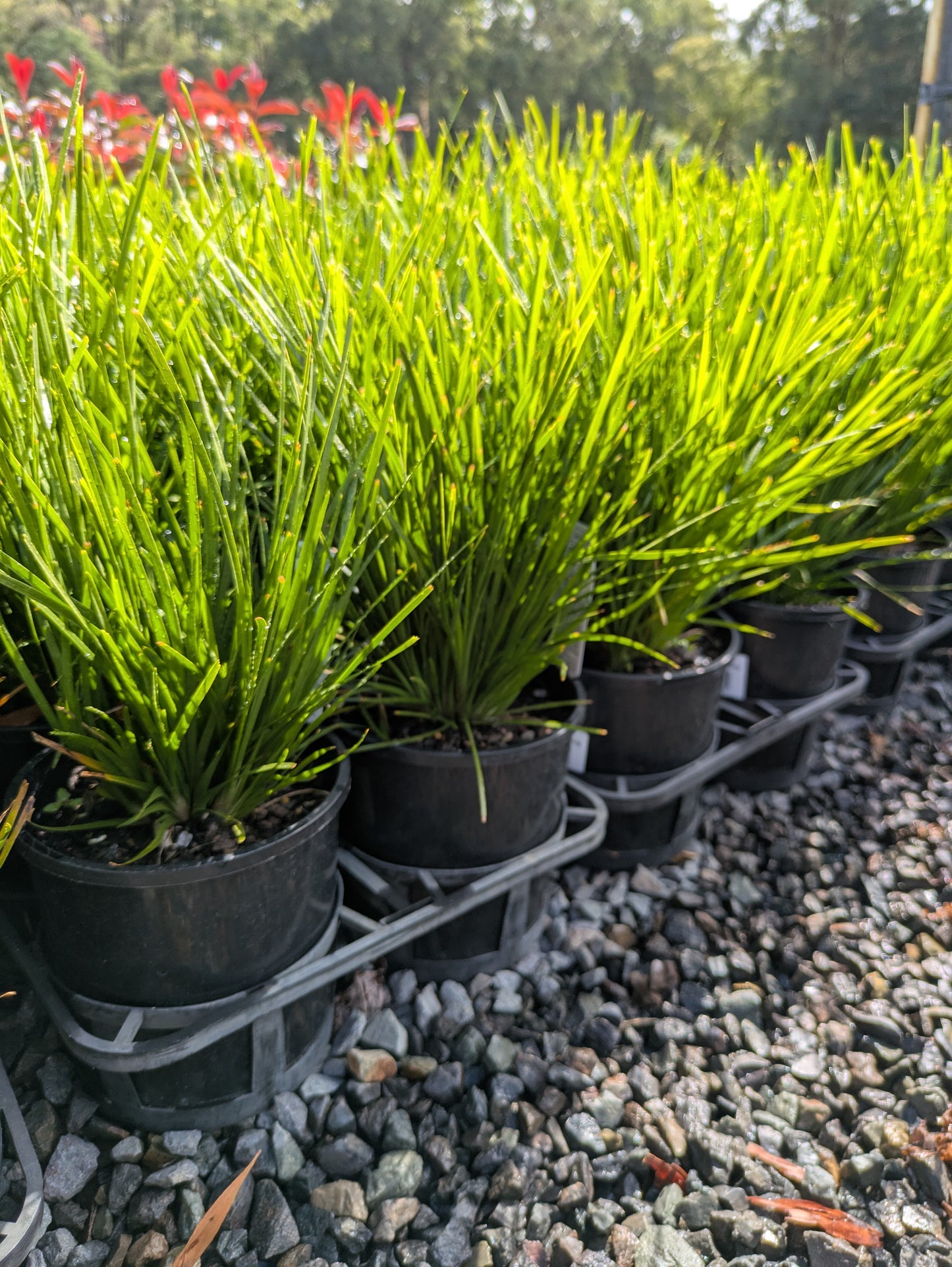 Lomandra Little Lime