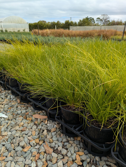 Lomandra Misty Green
