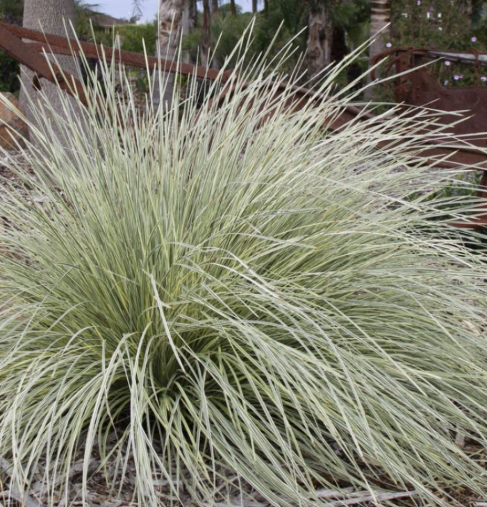 Lomandra White Sands
