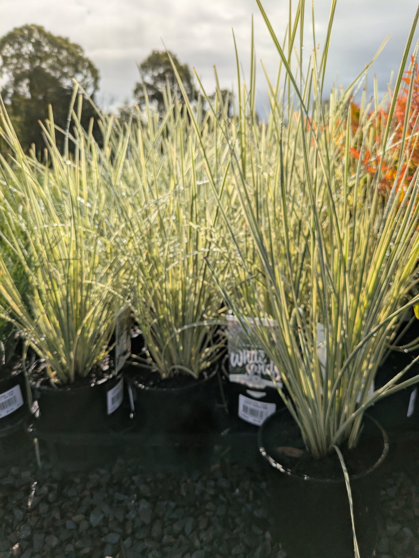 Lomandra White Sands