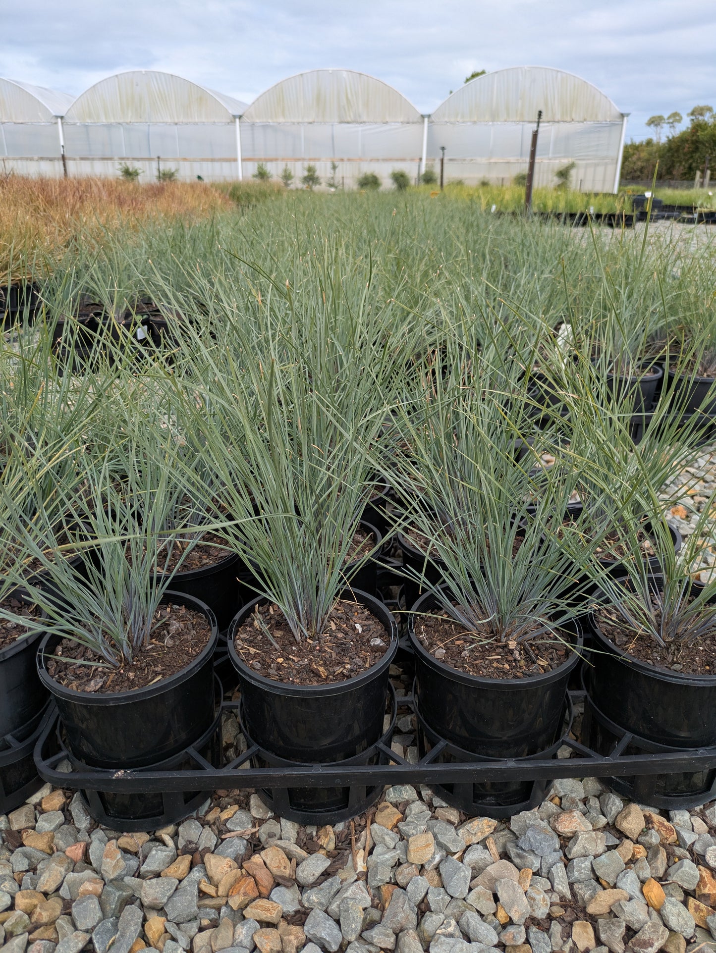Lomandra confertifolia Frosty Top