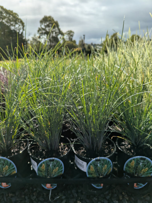 Lomandra confertifolia Frosty Top
