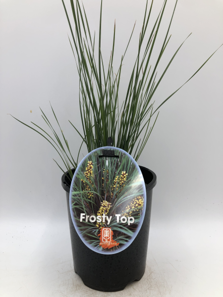 Lomandra confertifolia Frosty Top