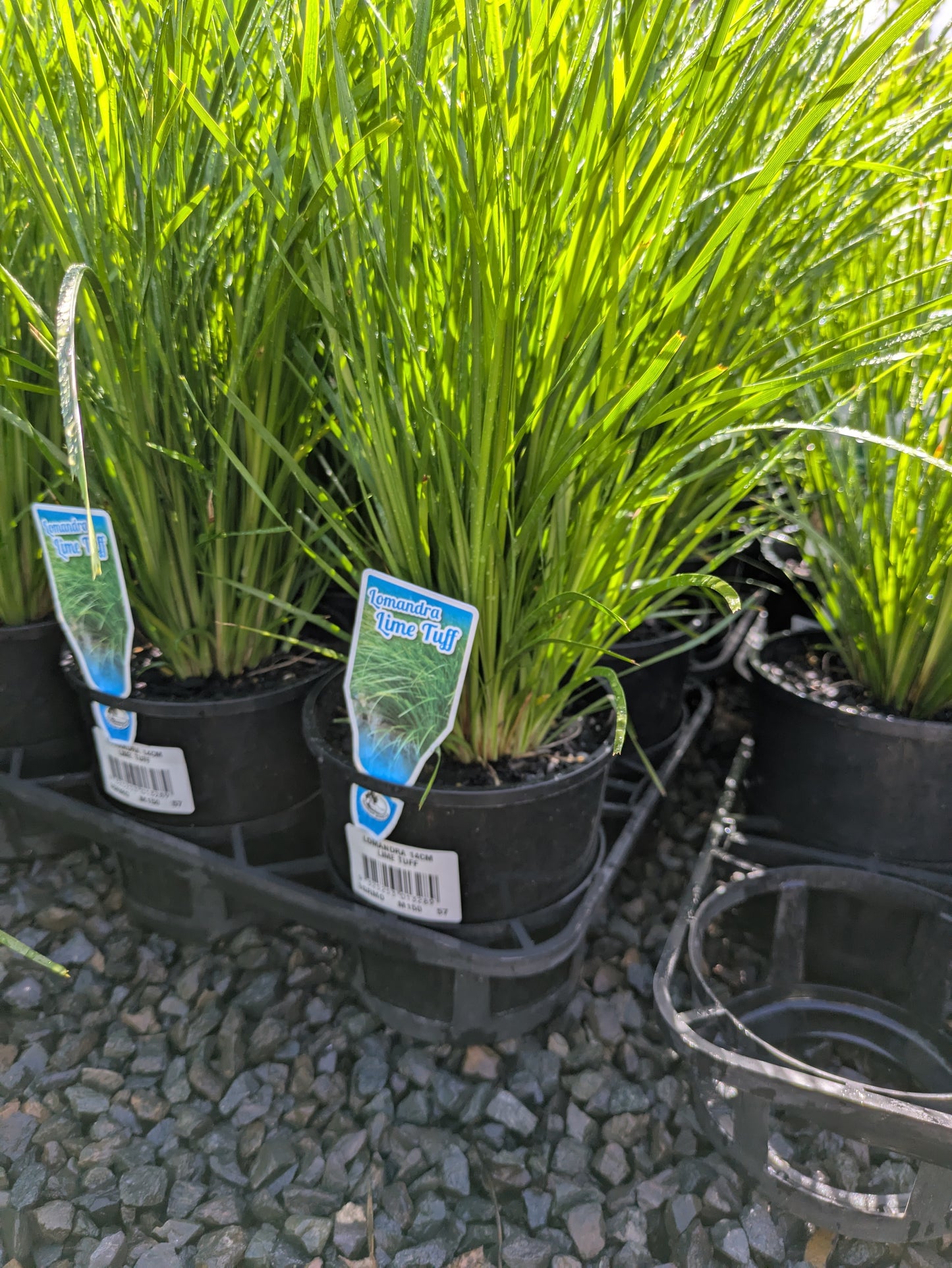 Lomandra confertifolia 'Lime Tuff'