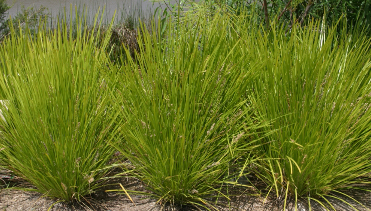 Lomandra confertifolia 'Lime Tuff'