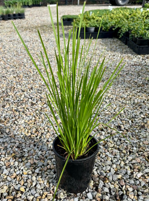 Lomandra confertifolia 'Lime Tuff'