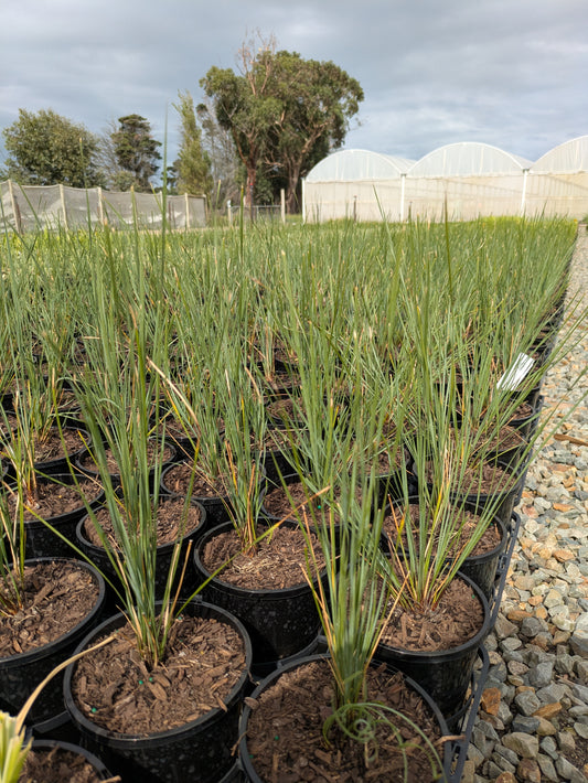 Lomandra fluvitalis (ABU7)  Sharaâ„¢