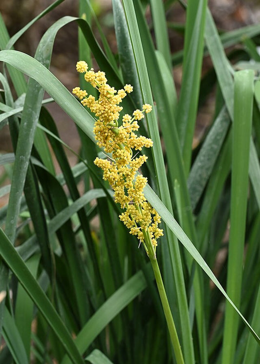Lomandra longifolia