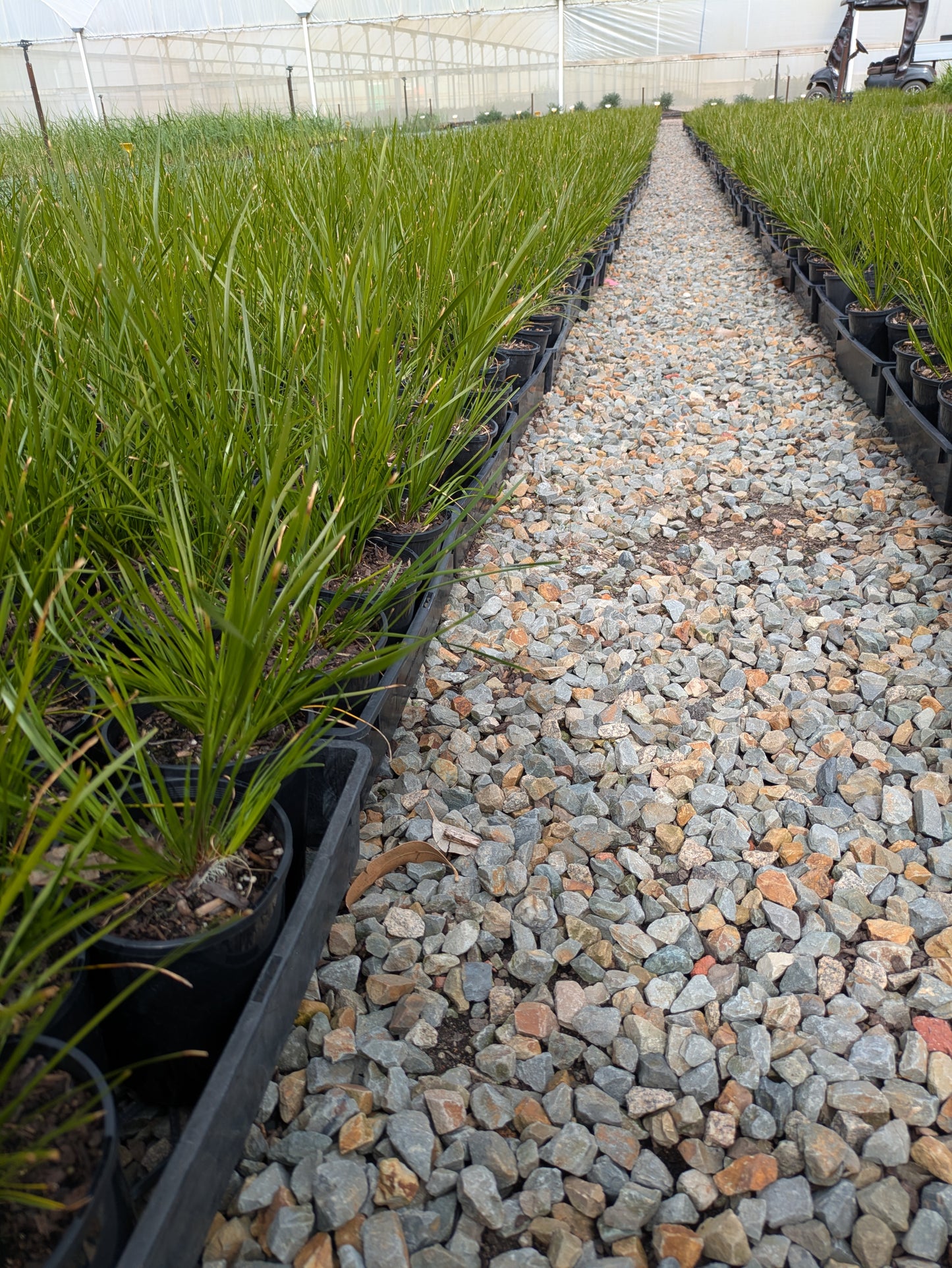 Lomandra longifolia 'Tanika' pbr