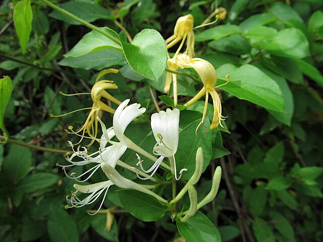 Lonicera japonica