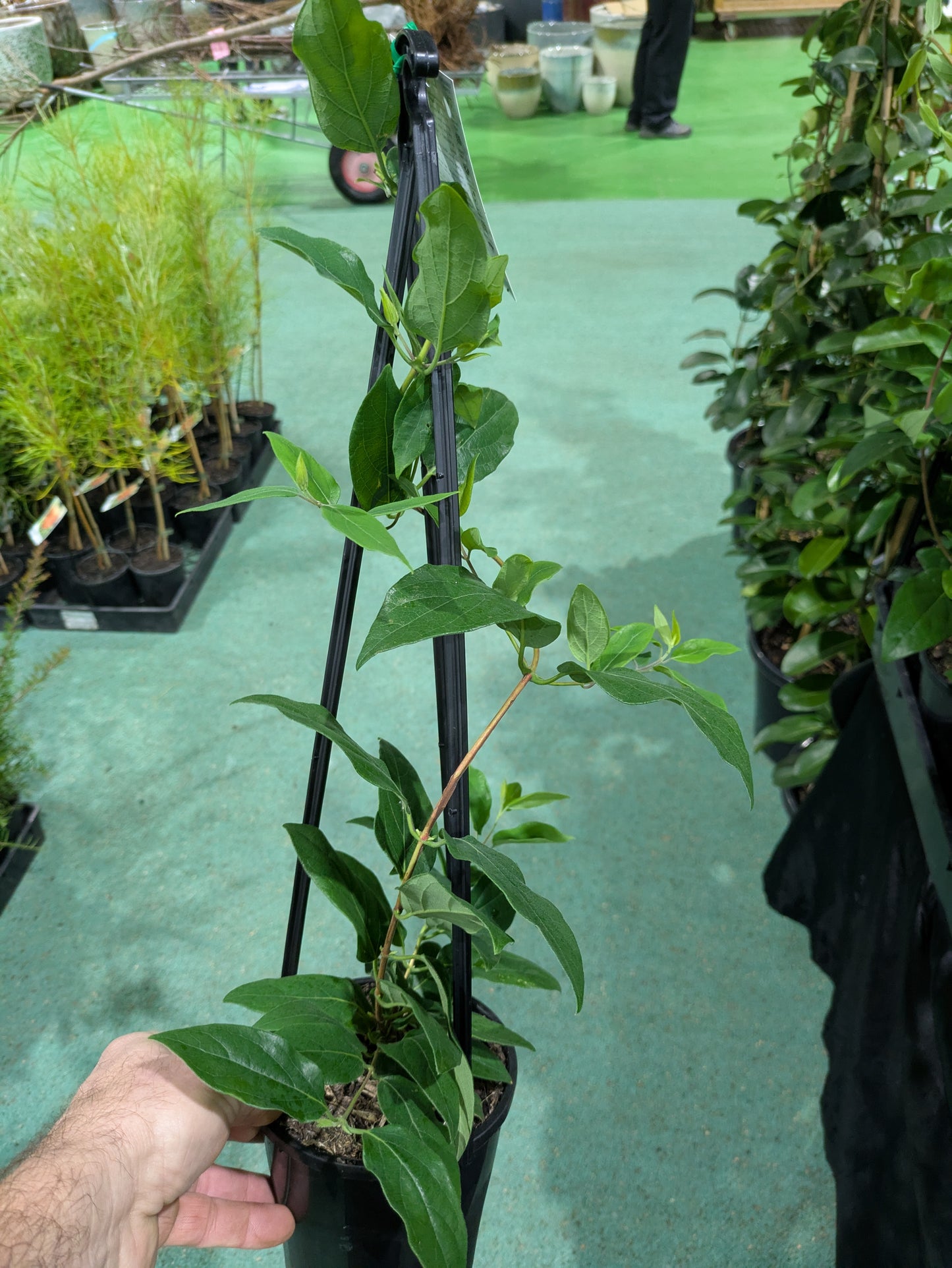 Lonicera japonica Halliana