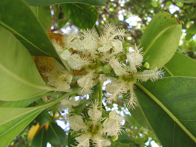 Lophostemon confertus