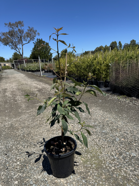 Lophostemon confertus