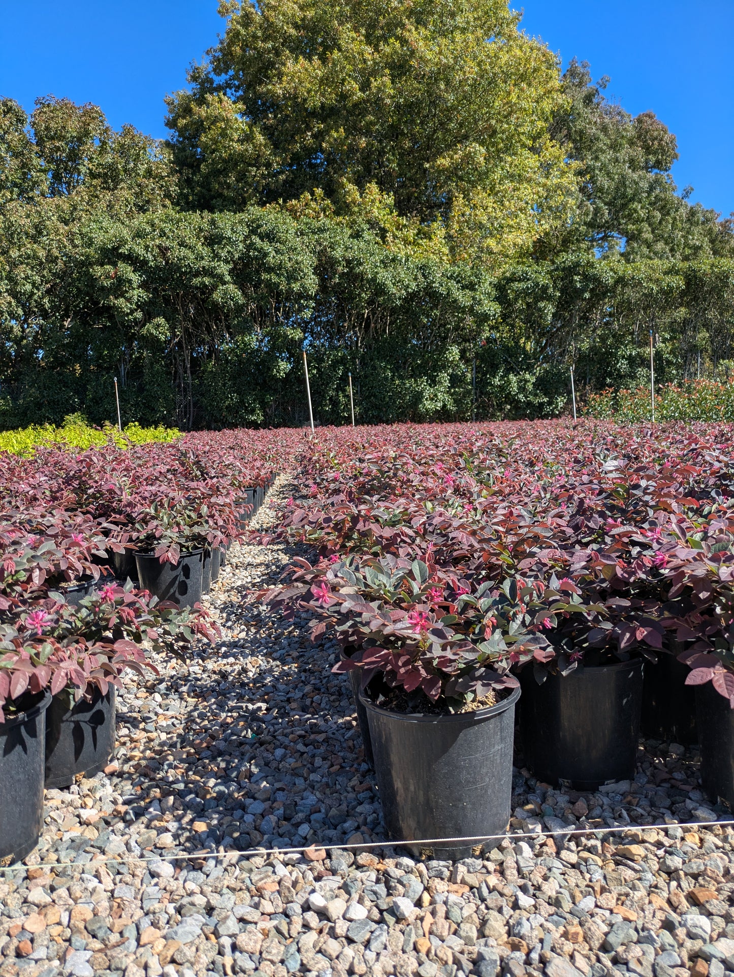 Loropetalum chinense China Pink
