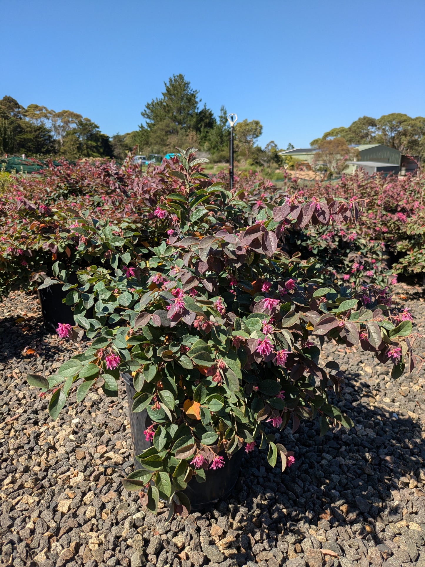 Loropetalum chinense China Pink