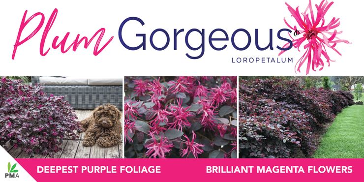 Loropetalum ‘Plum Gorgeous’