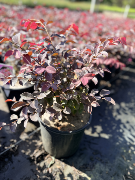 Loropetalum chinense China Pink