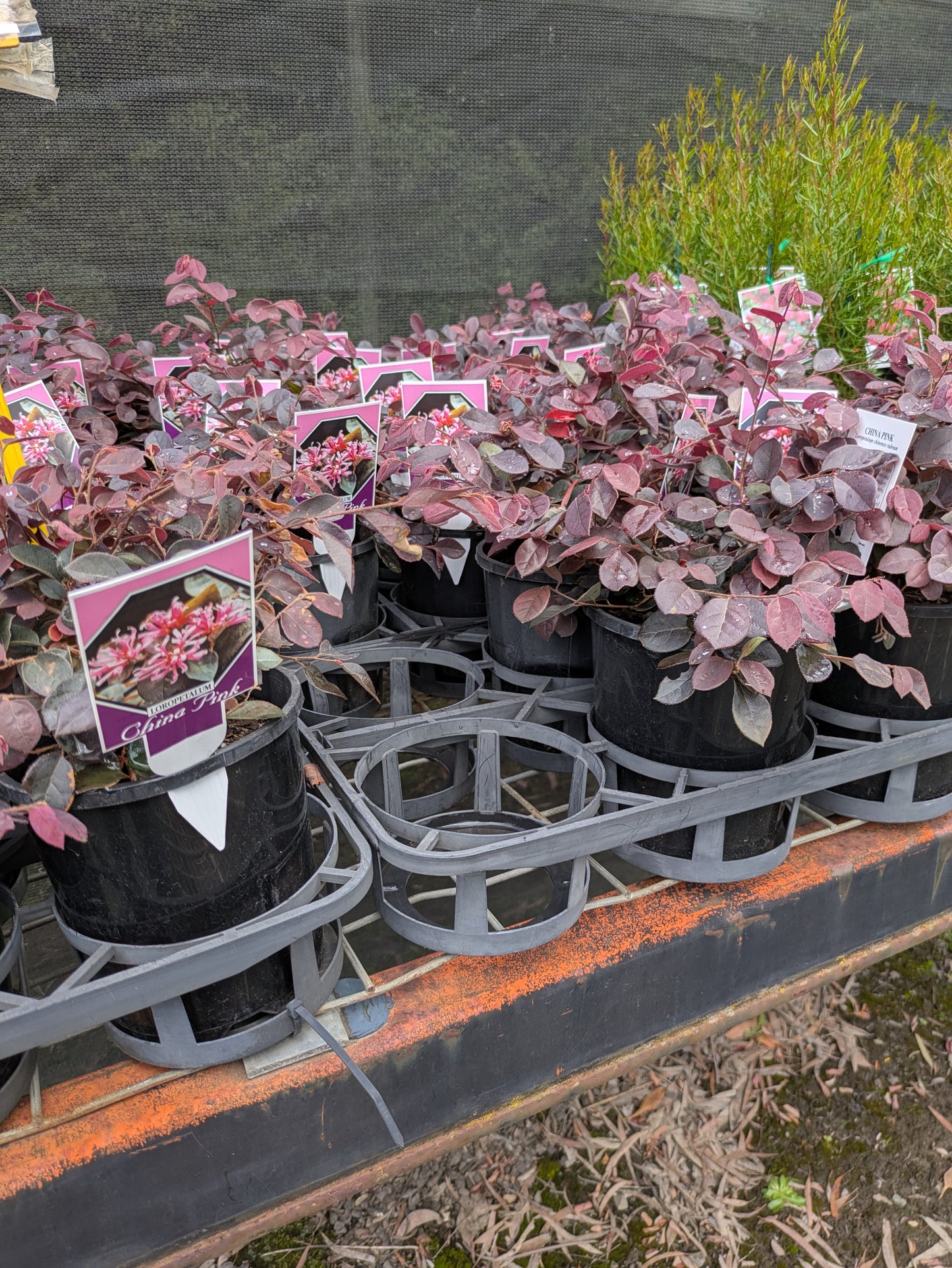 Loropetalum chinense China Pink