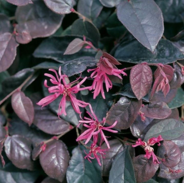 Loropetalum chinense China Pink
