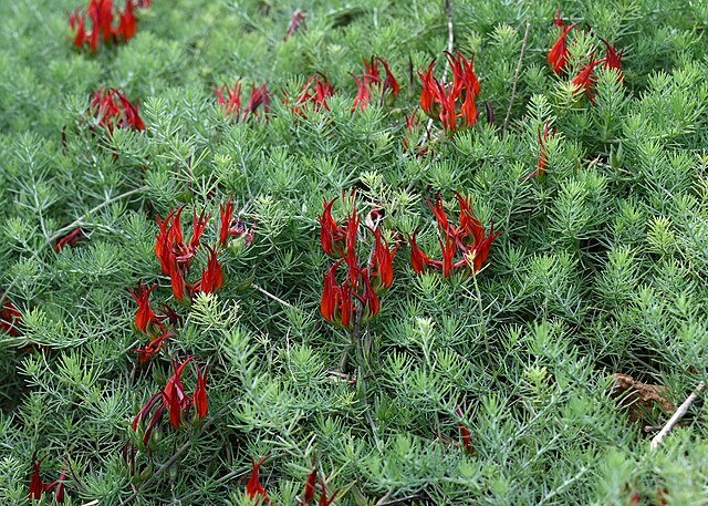Lotus berthelotii