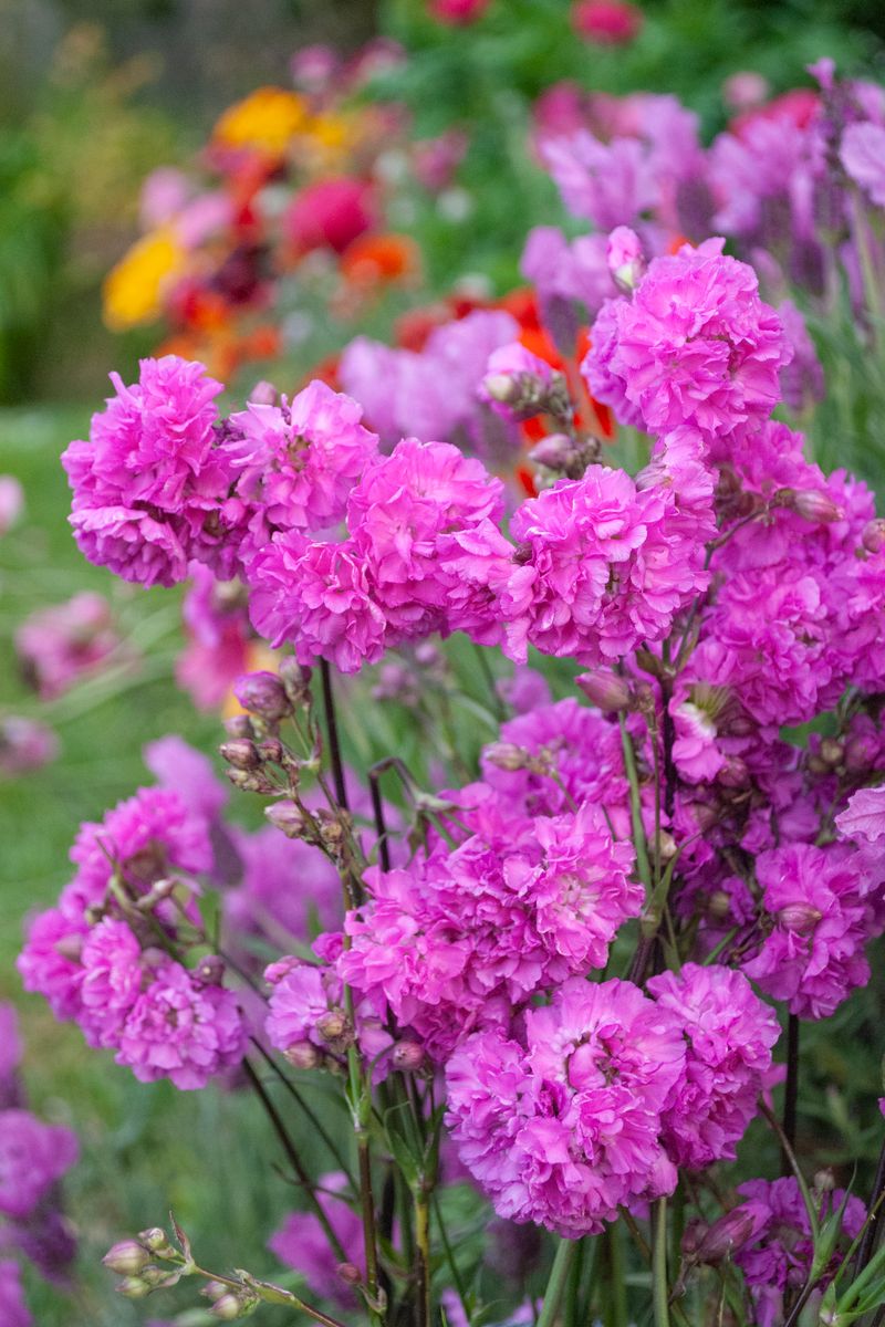 Lychnis ‘Passion’