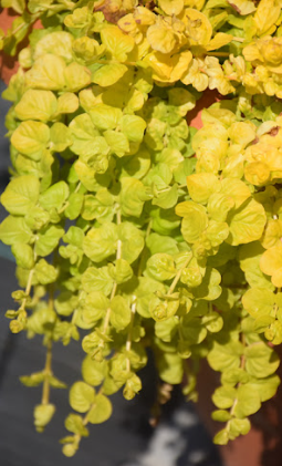 Lysimachia nummularia Goldilocks
