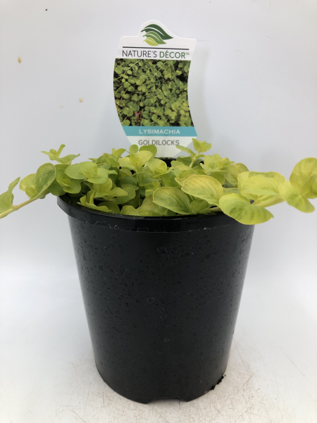 Lysimachia nummularia Goldilocks