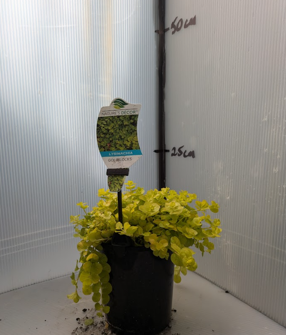 Lysimachia nummularia Goldilocks