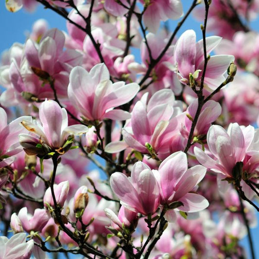 Magnolia Alexandrina