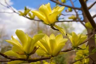 Magnolia Butterflies